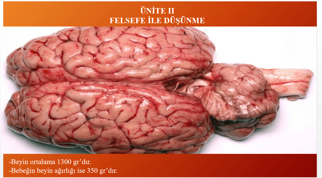 Felsefe ile Düşünme Sunu